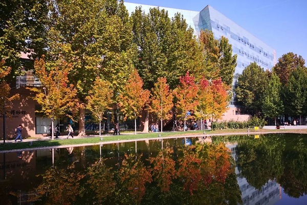 Hàng cây bạch dương tại khuôn viên trường Đại học Truyền thông Trung Quốc